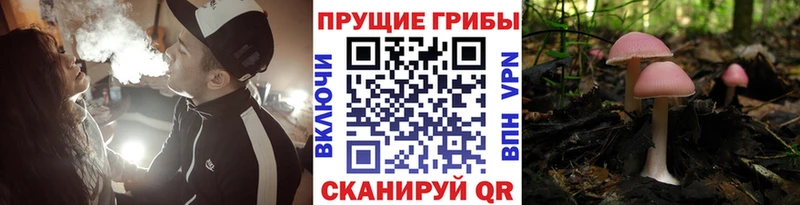 Псилоцибиновые грибы Cubensis  hydra маркетплейс  Северо-Курильск 